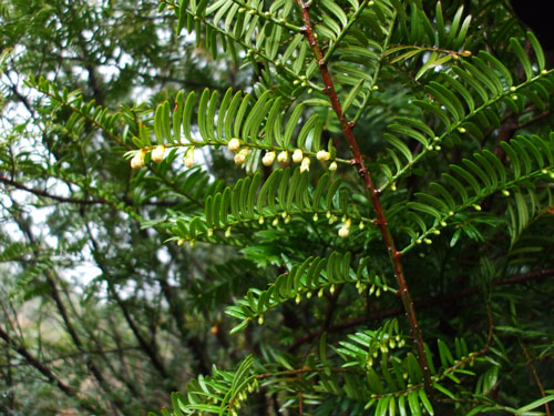 What is a non-Newton fluid?